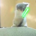 Cats Star Wars fight in 2016