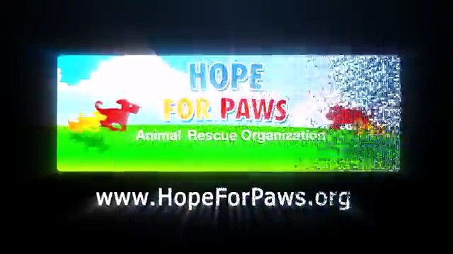 Ecco cosa accade quando si incontrano due pitbull da combattimento ....