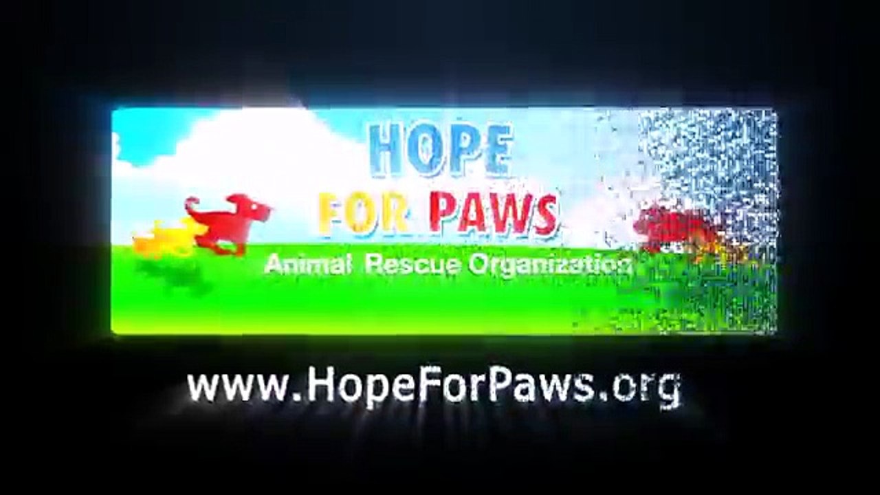 Ecco cosa accade quando si incontrano due pitbull da combattimento ....