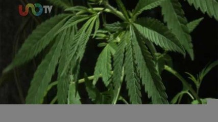 Alejandra Cullen | Más acciones y menos discursos en el combate a las drogas