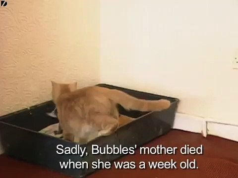 Un gatto incontra un cucciolo di coniglio, ecco cosa fa...