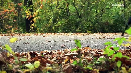 Solo perchè era cieca, dopo aver dato alla luce i suoi cuccioli ,è stata abbandonata