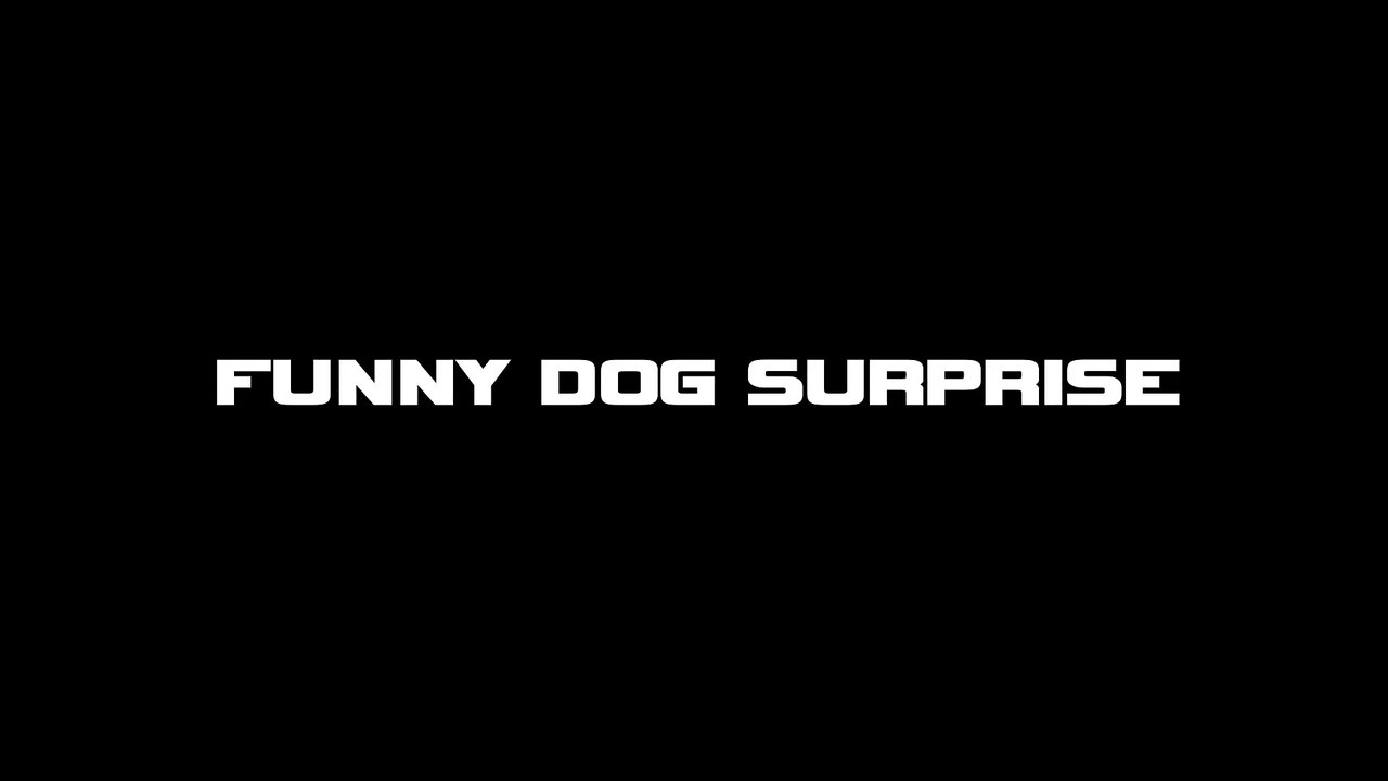 Funny Dog Surprise - See What Will You Notice in This Video