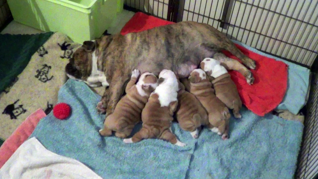 Les bébés d'HINAKO et SINGING CRICKET tètent !