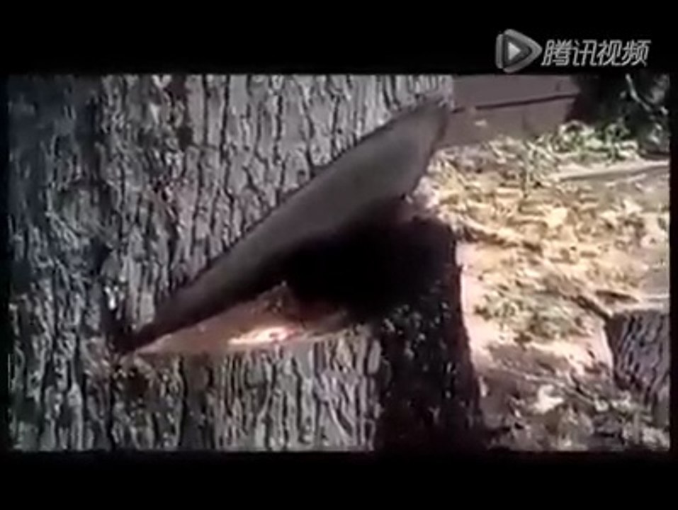 سبحان الله شجرة يخرج منها سائل أحمر كالدم عند قطعها