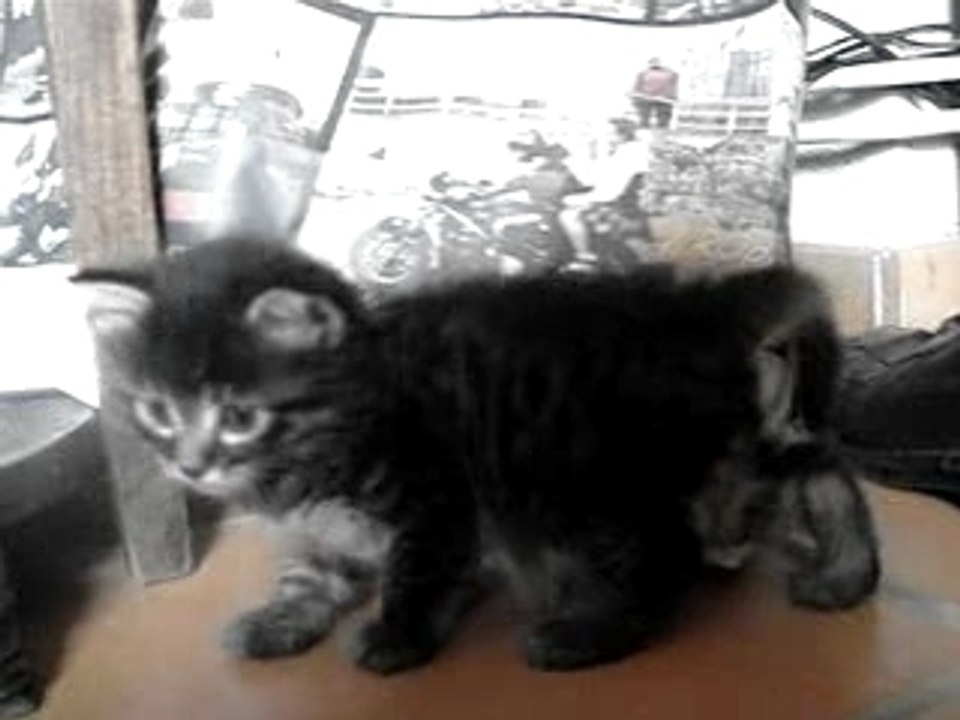 Chaton