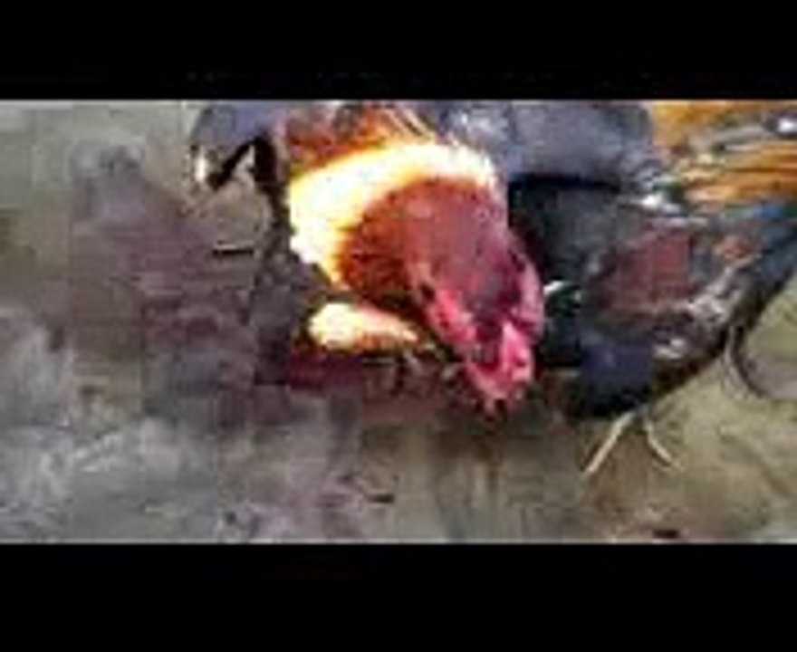 tony ayam bangkok pukul leher lawan sampai patah d