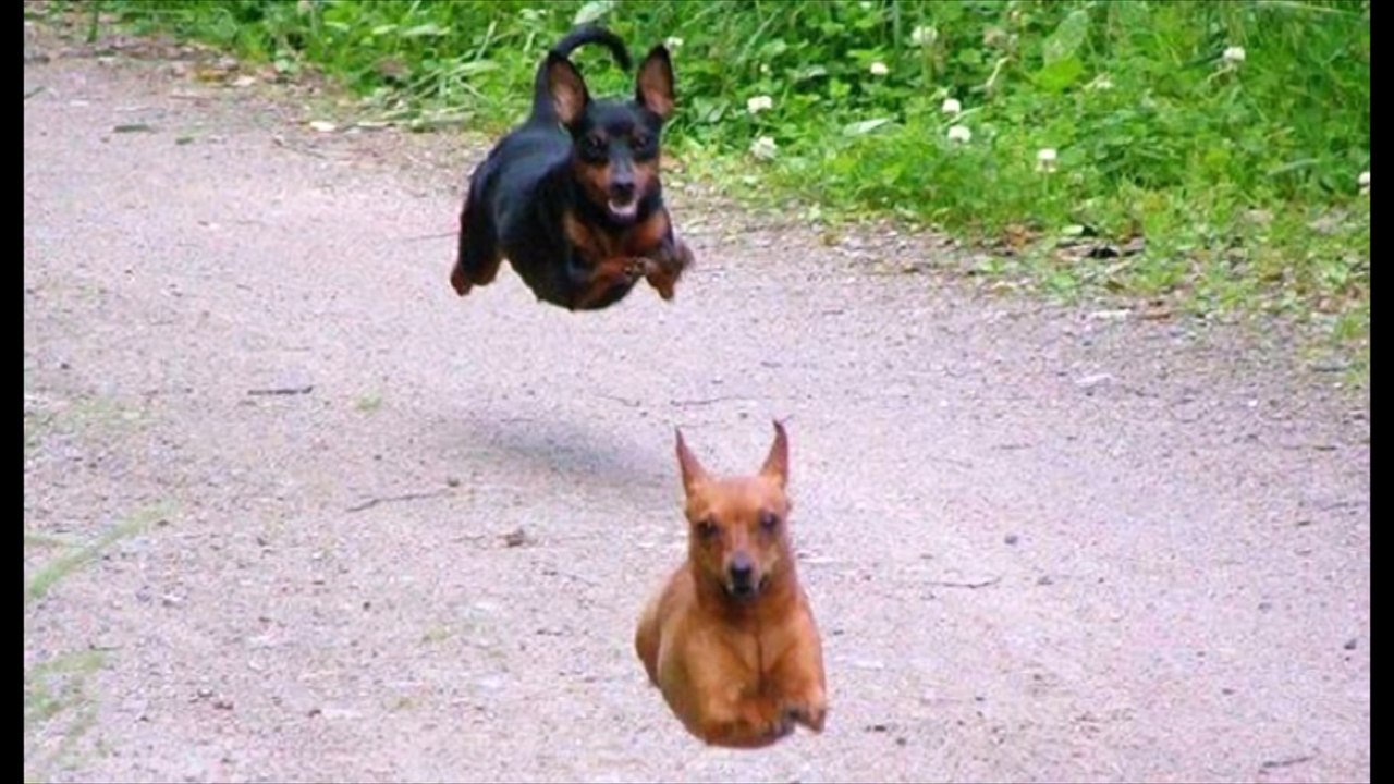 Dogs Will Make You Laugh Out Loud