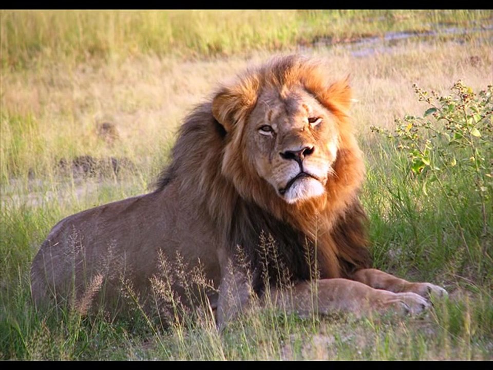 I am the King