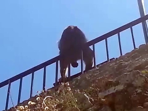 Barbary Macaques monkey taking care of himself