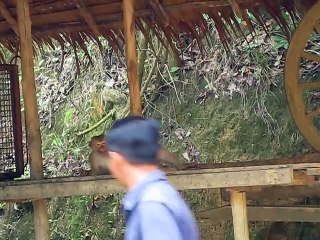 Monkey Playing With Himself Falls Over