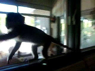 KING KONG GREEN GUENON MONKEY DISCOVERS HE HAS A PENIS 3