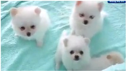 Cún Con Dễ Thương - Nhạc Thiếu Nhi vui nhộn HD hay nhất - xuân mai