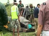 Rhinos in Assam’s Kaziranga sanctuary being shifted to safer habitats