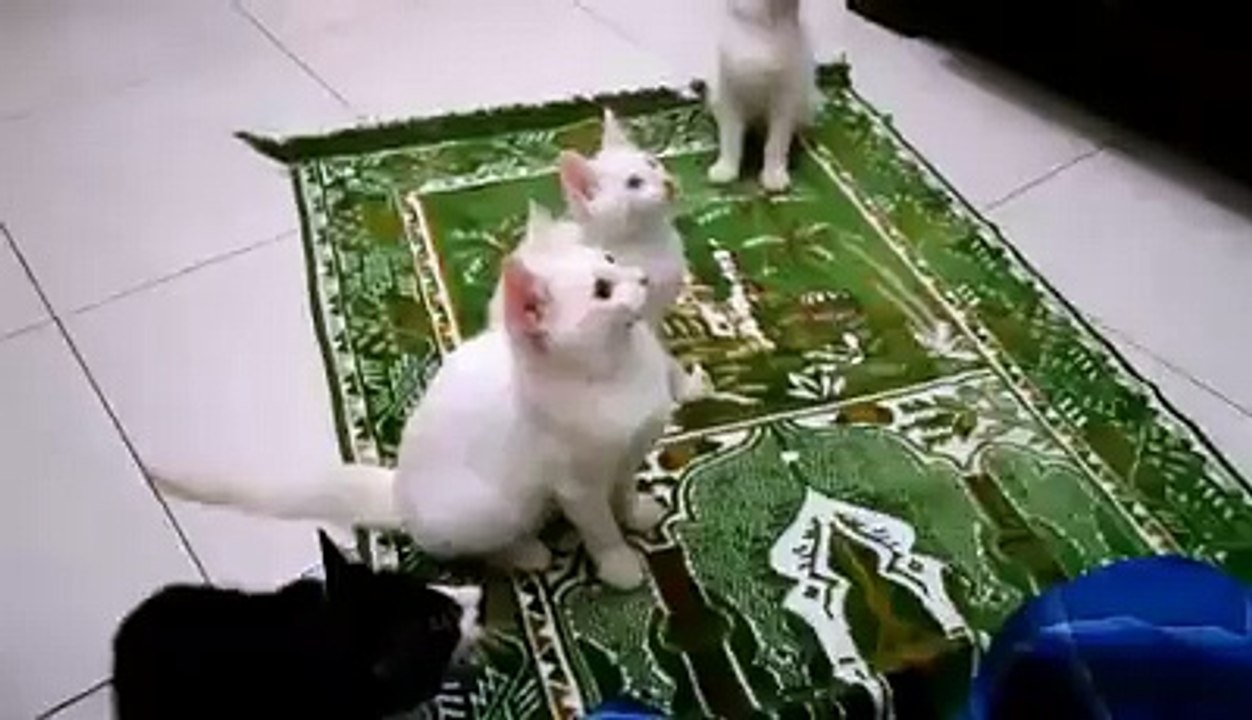 cats reaction while Allah's Dhikar is on