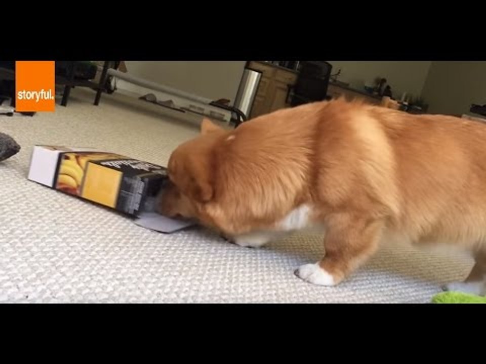 Smalls the Corgi Has a Wild Day