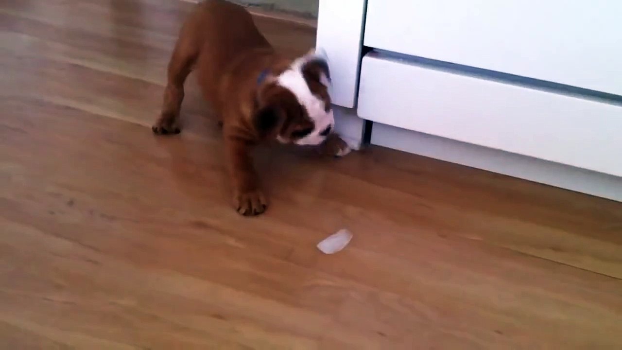 Ce bulldog prend un glaçon, et l'utilise pour inventer le meilleur jeu de tous les temps. C'est adorable !