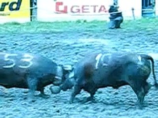 combat des reines /bull fight