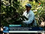 El Salvador decreta emergencia por infestación de la roya del café
