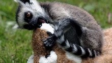 fotos animales