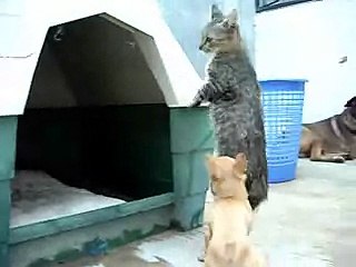 Gato (cat) vs. Chihuahua dog
