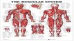 Download The Muscular System 3D Raised Relief Chart