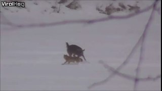 This coyote chose the wrong deer to mess with!