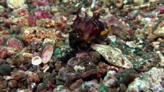 Discovery channel animals documentary - Giant pacific octopus - National Geographic Animal