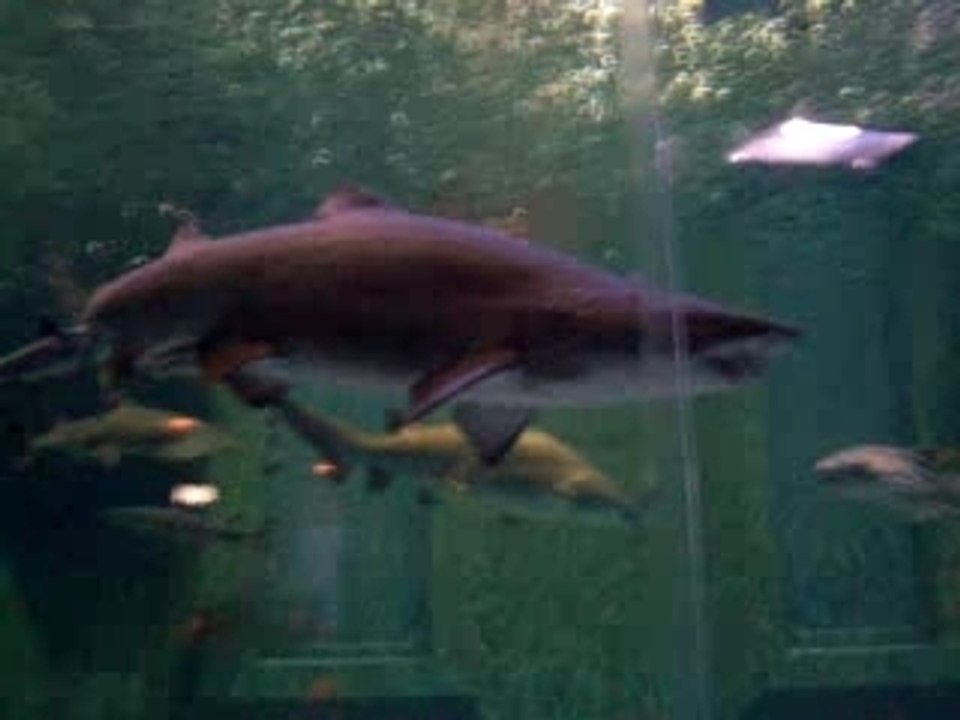 ocean park