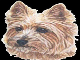 Komik bebek şarkısı Neyin Var