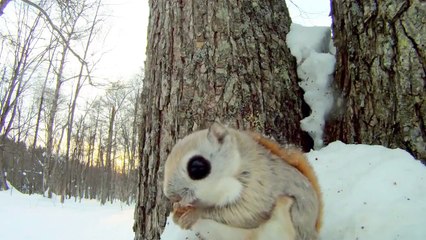 Cet écureuil ressemble tellement à un Pokemon trop mignon !