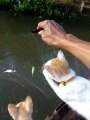 Partie de pêche avec des chats affamés. Efficace...