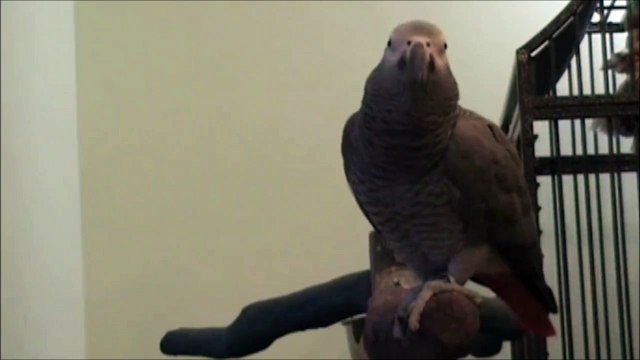 Ce Perroquet fait du Beatbox toute seule !