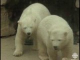 トロント動物園で保護されたホッキョクグマの双子孤児のオーロラとニキータ （2001年カナダ放送協会制作）