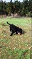 Giant Schnauzer vs American Staffordshire Terrier