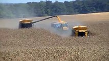 Caterpillar 595R and Claas Lexion 760TT Combines Harvesting Corn