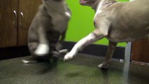 2 anciens chiens de combats se rencontrent et ce qu'il se passe est magique
