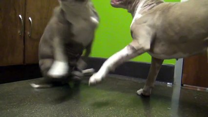 2 anciens chiens de combats se rencontrent et ce qu'il se passe est magique