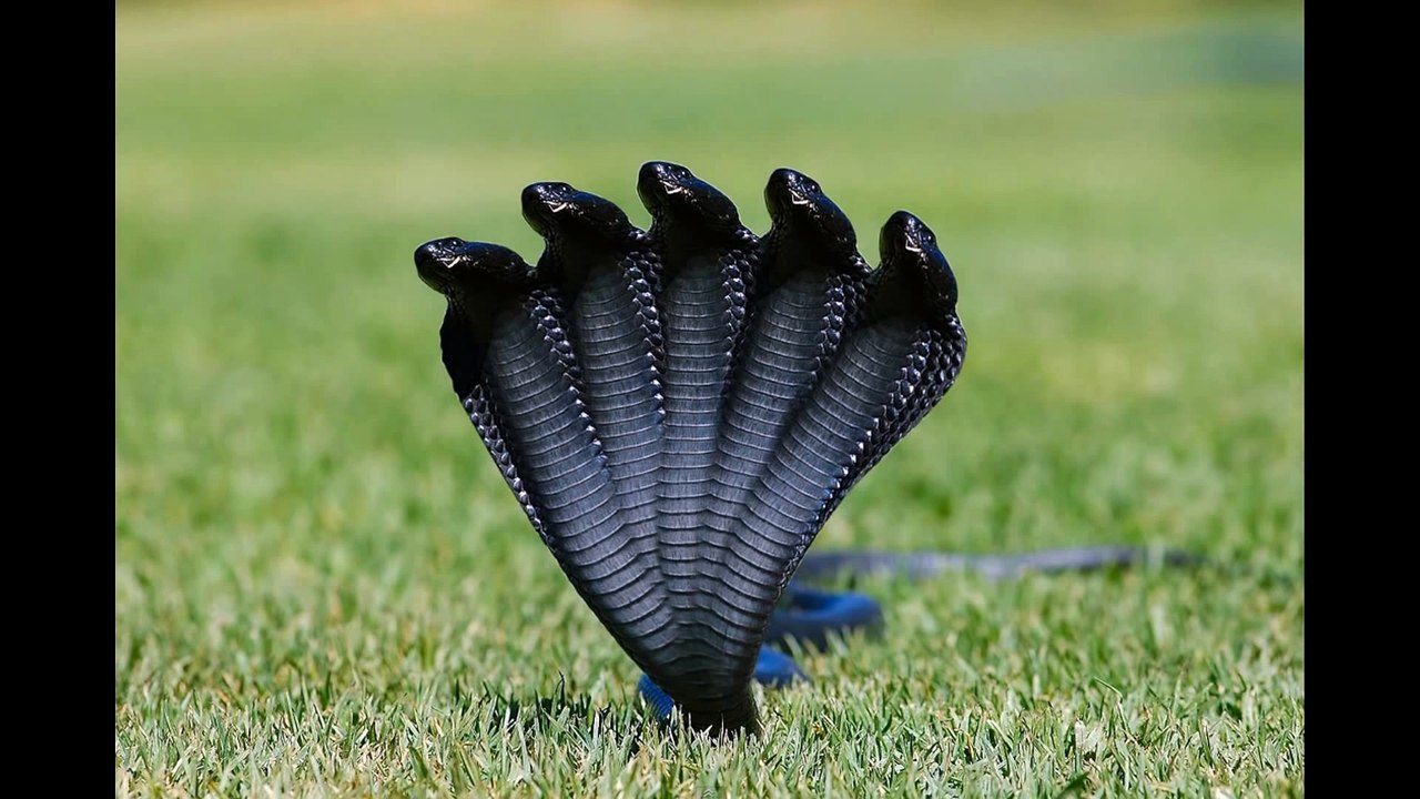 The Proof of Five Headed Snakes 2015