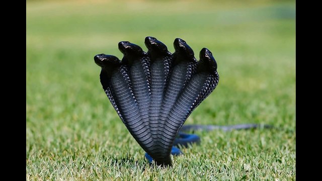 The Proof of Five Headed Snakes 2015