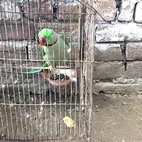 Parrot