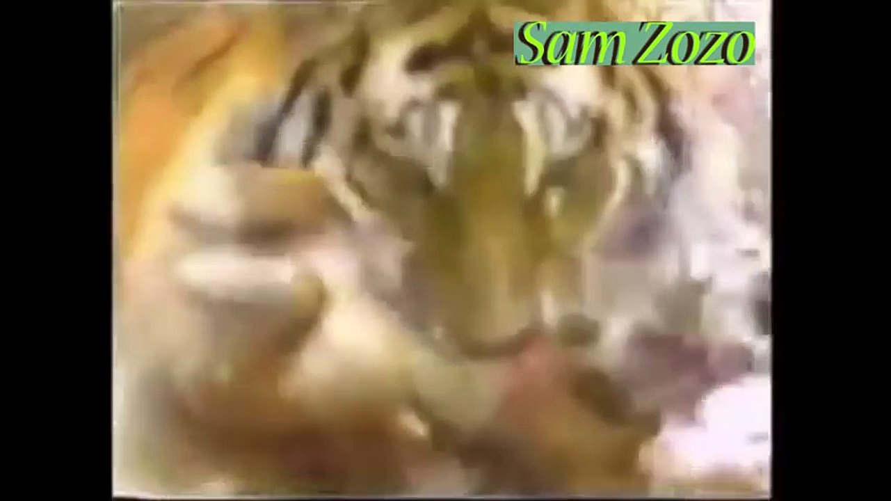 Wild animals hunting dog. Pit bull vs tiger. Leopard attack guard dogs. Mountain lion vs dog.