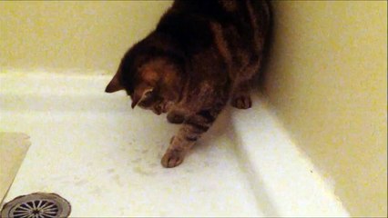 Cat Discovers Water