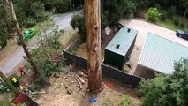 Il monte à plus de 40 mètres de haut pour couper les branches !