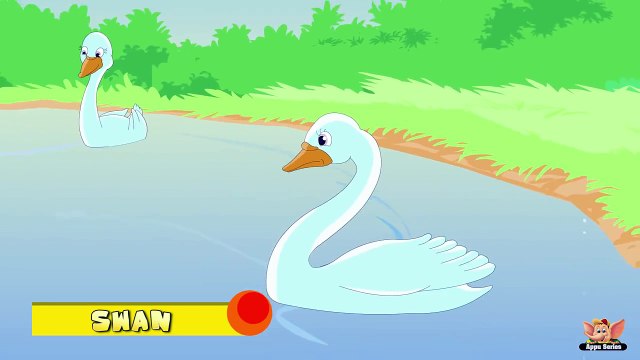Animal Facts in Hindi - Swan