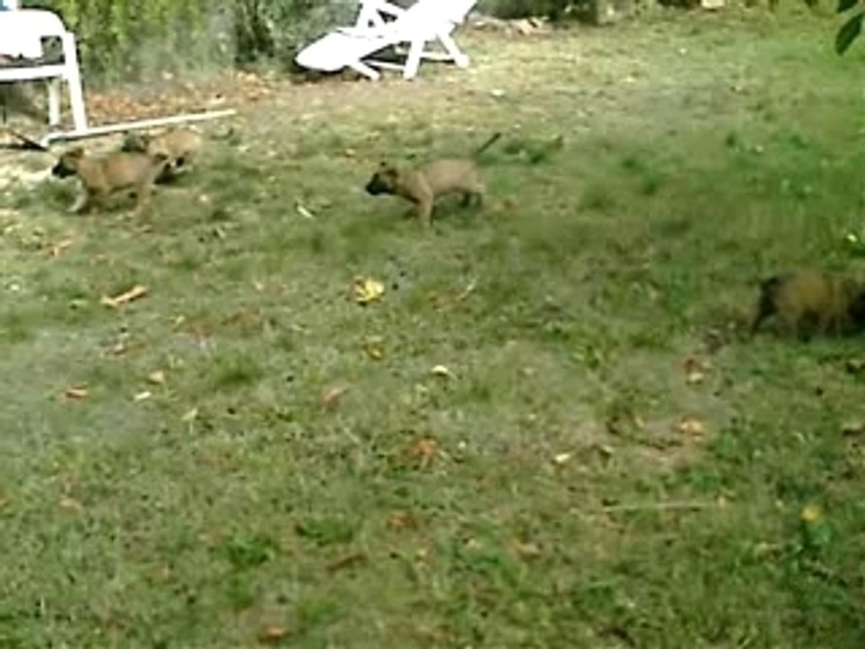 berger belge MALINOIS