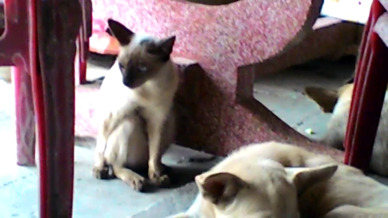 090. Chuyện lạ Mèo Ngồi kiểu khỉ - Strange story Cat Sitting monkey style