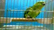 SubhanAllah - A parrot reciting the holy Quran