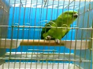 SubhanAllah - A parrot reciting the holy Quran