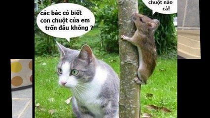 009. Những Hình ảnh hài hước HD - phần 6 chủ đề động vật - funny animal - Animal Humor